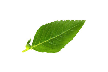 Green leaves isolated on white background with clipping path