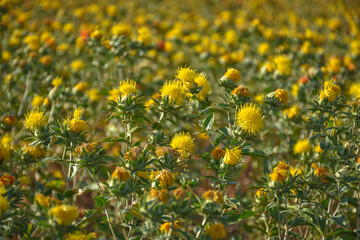 Safflower field, field of yellow prickly flowers, Carthamus tinctoriu