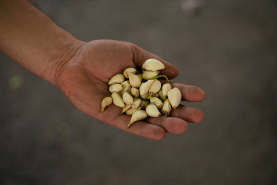 peeled garlic in a man's hand