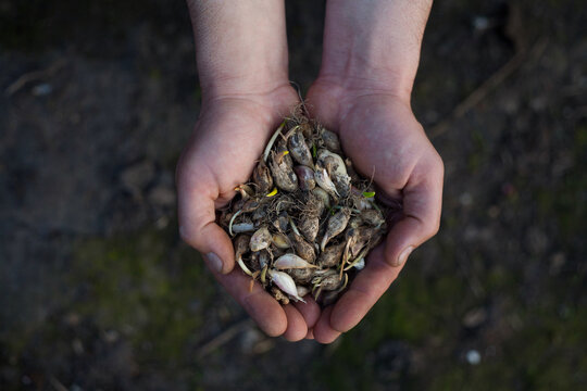 freshly picked garlic