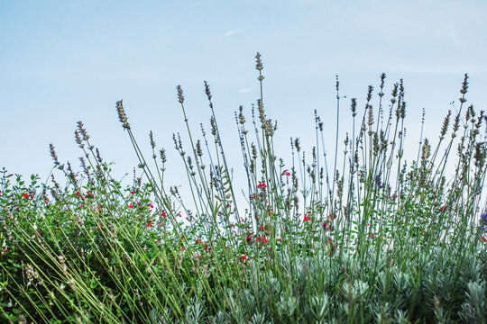 Lavender bush in bloom with various flowers and sky on background