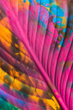 Painted vibrant, colorful palm leaf