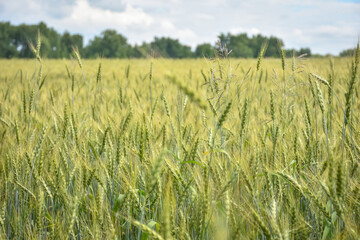 unripe wheat field, crop field