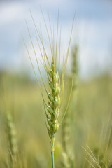 wheat stalk close up, crop close up