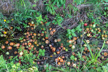 Rotten apples on the floor. Apples have fallen from the cider tree, used to make cider. Cider...
