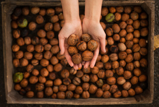 Woman hand holding nuts in shells.