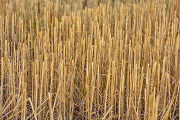 wheat stubble close up, cut wheat stalks