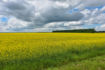 yellow rapeseed field, yellow rapeseed field
