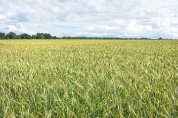unripe wheat field, crop field