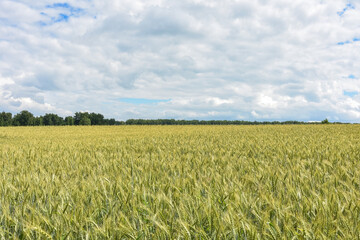 unripe wheat field, crop field