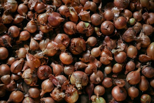 photo of onion on top