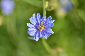 wasp in purple flower, insect in flower