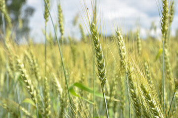 wheat stalk close up, crop close up
