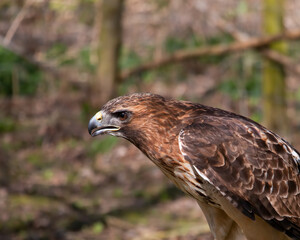 Red-tailed Hawk, Buteo jamaicensis, head and shoulders close up with blurred tree background .