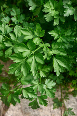 Petroselinum crispum