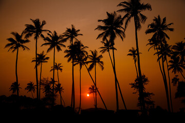 Silhouettes of tall palm trees against red sunset sky with sun setting over horizon in calm evening in India