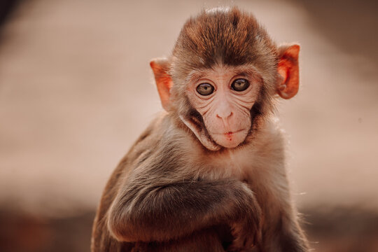 Baby Monkey Images Browse 515 1 Stock Photos Vectors And Video Adobe Stock