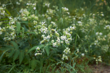 Silene vulgaris