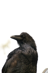Close up of a Large Black Raven