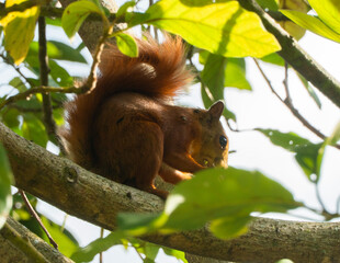 Fototapeta premium ardilla roja