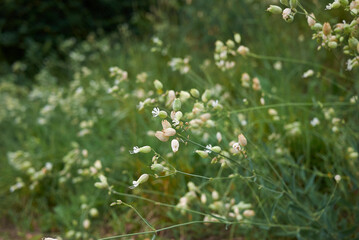 Silene vulgaris