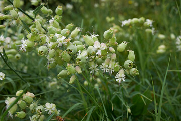 Silene vulgaris