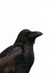 Close up of a Large Black Raven