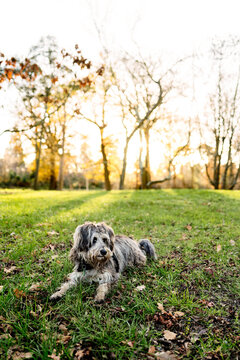 Scruffy dog taking a rest in a park in autumn