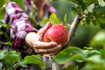 Farmer picking red apple from tree - obrazy, fototapety, plakaty