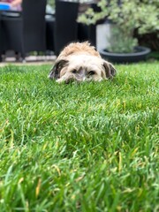 Terrier der auf ein Leckerli wartet im Gras.