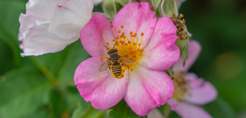 Bee - Apis mellifera - pollinates a blossom of the alpine rose - Rosa pendulina
