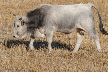 Specimen of bull grazing in the countryside