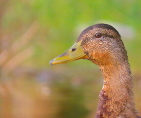 Mallard (Anas platyrhynchos) close-up portrait, with beautiful creamy water background. Juvenile mallard portrait.