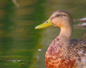 Mallard (Anas platyrhynchos) close-up portrait, with beautiful creamy water background. Juvenile mallard portrait.