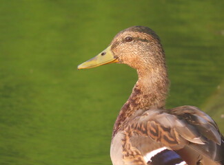 Mallard (Anas platyrhynchos) close-up portrait, with beautiful creamy water background. Juvenile mallard portrait.
