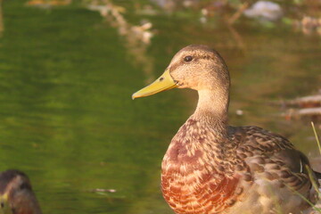 Mallard (Anas platyrhynchos) close-up portrait, with beautiful creamy water background. Juvenile mallard portrait.