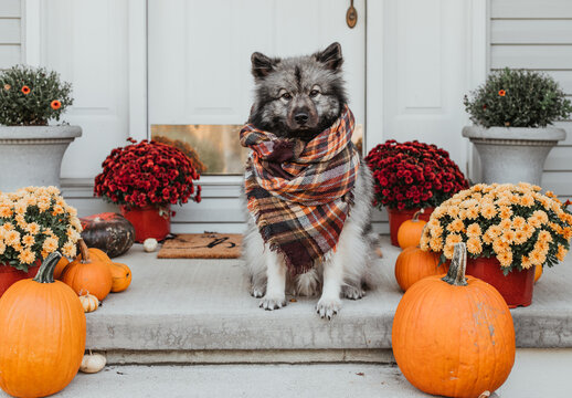 Fall pup