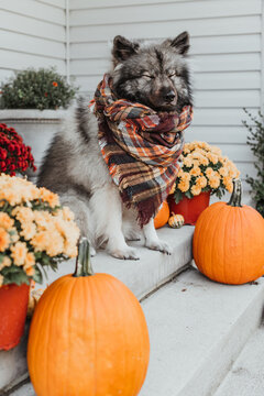 Fall pup