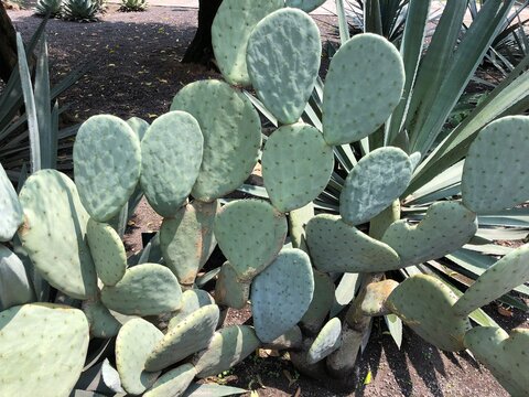 Cactus in Mexico City