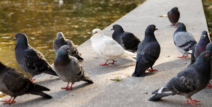 Flock of doves in public park