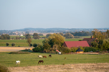 Fototapeta na wymiar The Swedish flat farmlands with horses and farms during late summer in the landscape of Skåne (Scania)