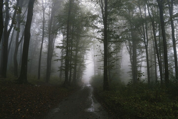 Path through mysterious dark forest with fog in Transylvania