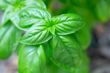 Close Up of Basil Plant in a Home Garden