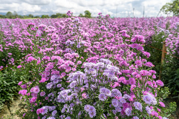 Beautiful blossom Violet Margaret Flower field in summer. Use for background.