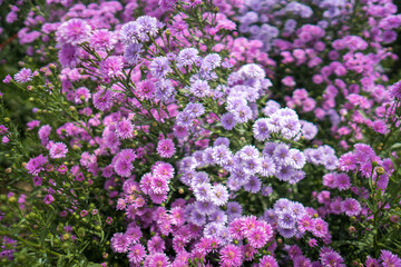Beautiful blossom Violet Margaret Flower field in summer. Use for background.
