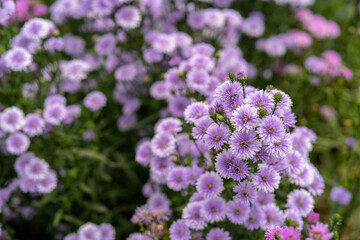 Beautiful blossom Violet Margaret Flower field in summer. Use for background.