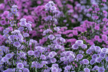 Obraz premium Beautiful blossom Violet Margaret Flower field in summer. Use for background.