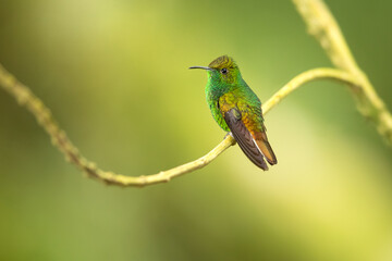 The coppery-headed emerald (Microchera cupreiceps) is a small hummingbird endemic to Costa Rica. It measures a mere 3 in (7.6 cm) in length, and weighs only 3 g 