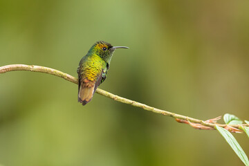The coppery-headed emerald (Microchera cupreiceps) is a small hummingbird endemic to Costa Rica. It measures a mere 3 in (7.6 cm) in length, and weighs only 3 g 