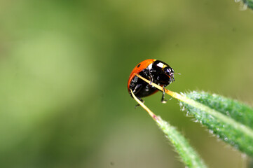 Obraz premium coccinelle